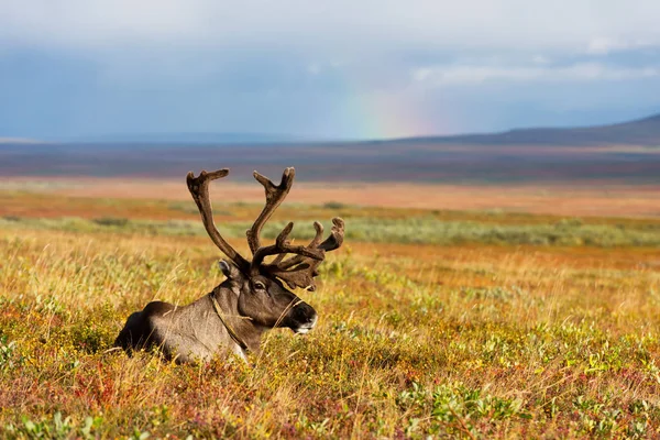 Avka Evcil Ren geyiği genel adıdır