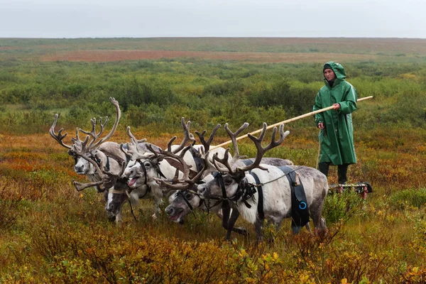 Nomad herder prowadzi stado jego reniferów. Zdjęcie Stockowe