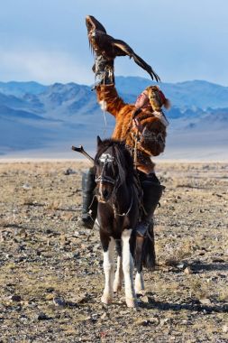 Altın Kartal ile bilinmeyen avcı onun deneyim içinde Şahinle gösterir..