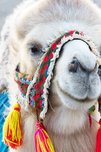 Głowę biały Bactrian camel — Zdjęcie stockowe