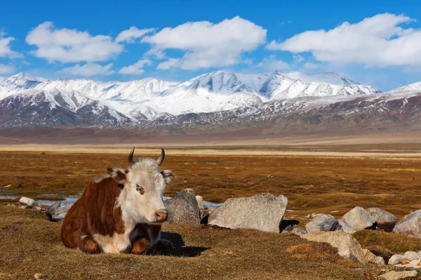 Cow rests on a vast pasture of Mongol Altai highland steppe — Stock Photo, Image