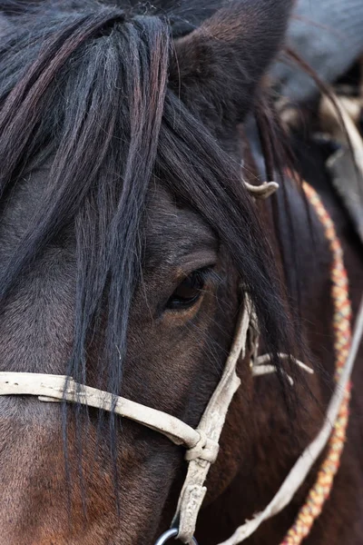 Head of Mongolian horse — Stock Photo, Image