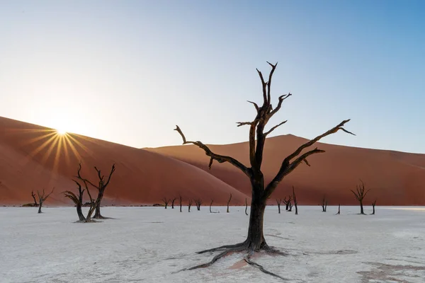 Sunrise Namib Desert Deadvle Clay Pan Namib Naukluft National Park — Stock Photo, Image