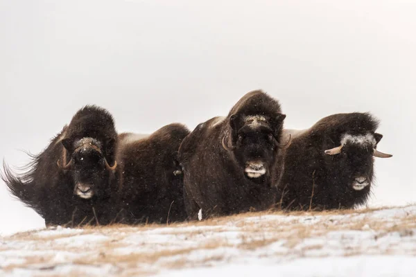 Stádo Divokých Muskox Stálo Během Silné Sněhové Bouře Obranné Pozici — Stock fotografie