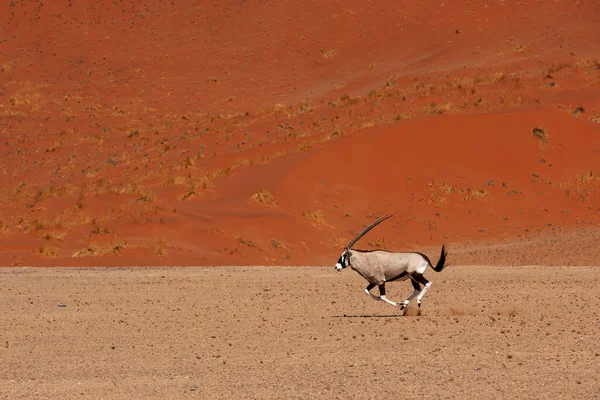 野生大羚羊正在纳米布沙漠中奔跑 — 图库照片