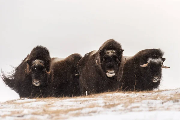 Bei Starkem Schneesturm Stand Eine Herde Wilder Moschusochsen Der Defensive Stockbild