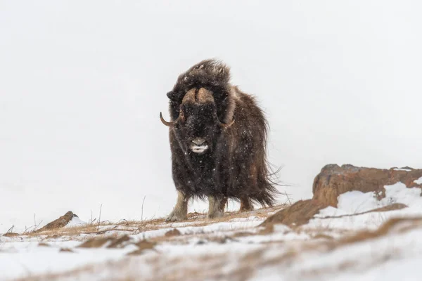 Gran Toro Muskox Caminar Ártico Tundra Durante Tormenta Nieve Invierno Imágenes De Stock Sin Royalties Gratis