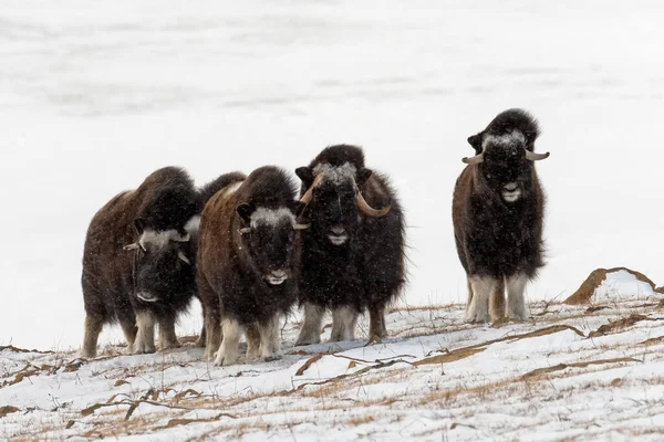 Bei Starkem Schneesturm Stand Eine Herde Wilder Moschusochsen Der Defensive Stockfoto