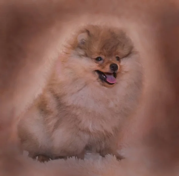 Muy Lindo Lindo Pomeranian Cachorros —  Fotos de Stock