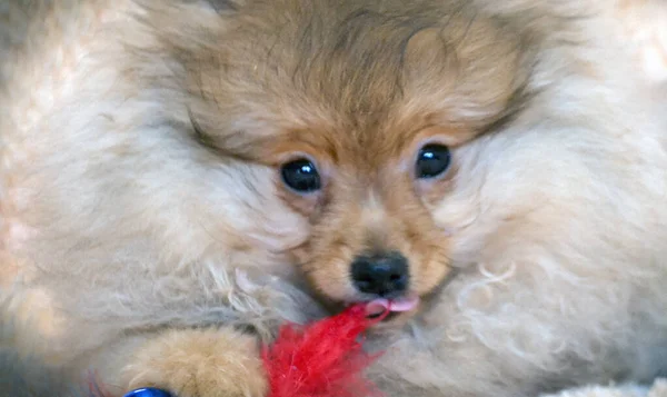 Velmi Roztomilá Roztomilá Pomeranian Štěňata — Stock fotografie