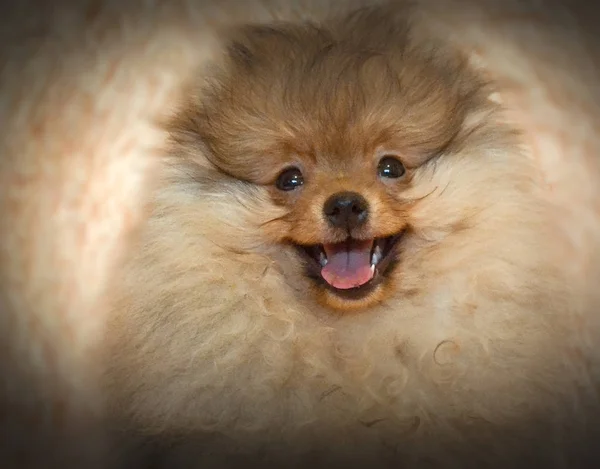 とてもかわいいとかわいいですポメラニアの子犬 — ストック写真