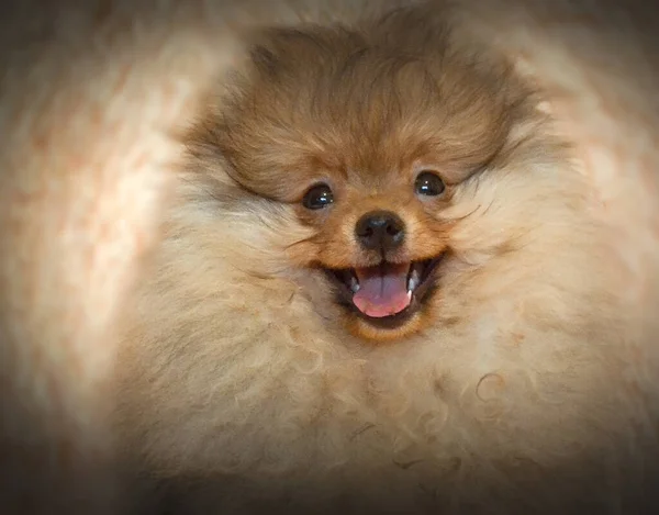 Molto Carino Carino Cuccioli Pomerania — Foto Stock