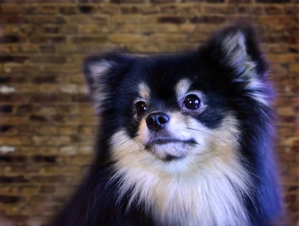 Muito Bonito Bonito Cachorros Pomerânia — Fotografia de Stock