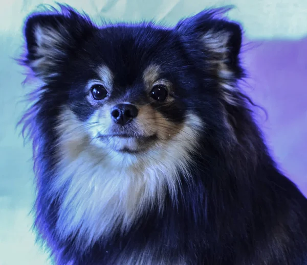 Muito Bonito Bonito Cachorros Pomerânia — Fotografia de Stock