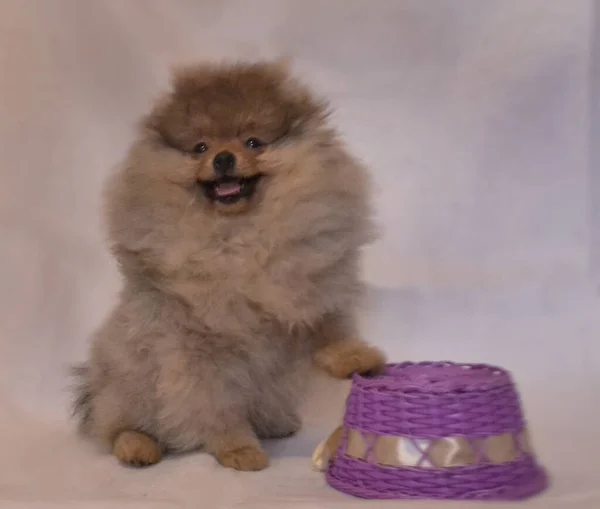 Muito Bonito Bonito Cachorros Pomerânia — Fotografia de Stock