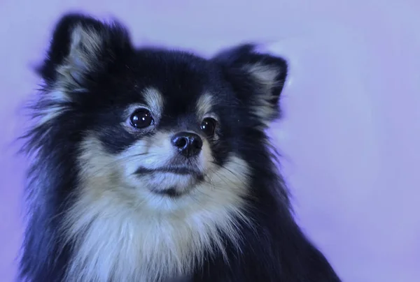 Muito Bonito Bonito Cachorros Pomerânia — Fotografia de Stock