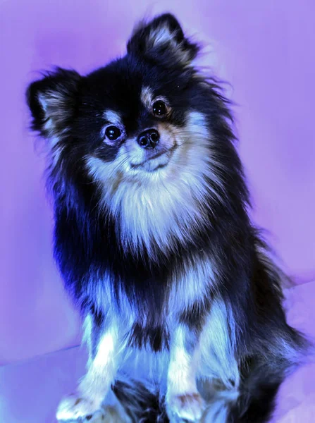 Muy Lindo Lindo Pomeranian Cachorros —  Fotos de Stock