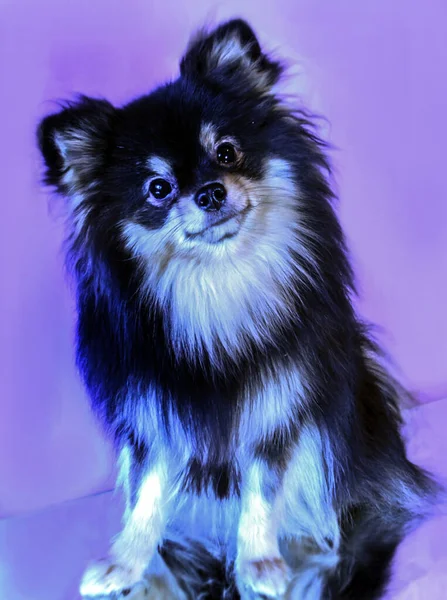 Molto Carino Carino Cuccioli Pomerania — Foto Stock