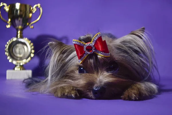 Śmieszne Słodkie Szczenięta Yorkshire Terrier — Zdjęcie stockowe