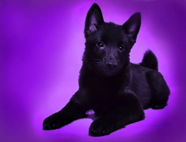 Shipperke 'ın komik ve sevimli köpekleri, en küçük ve en siyah çoban köpekleri.