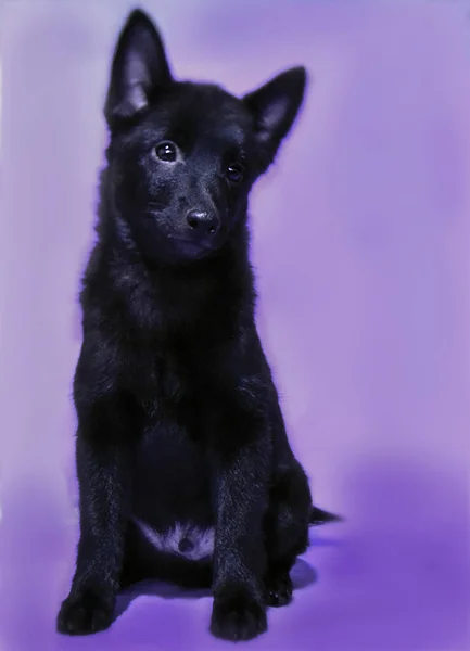 Shipperke 'ın komik ve sevimli köpekleri, en küçük ve en siyah çoban köpekleri.