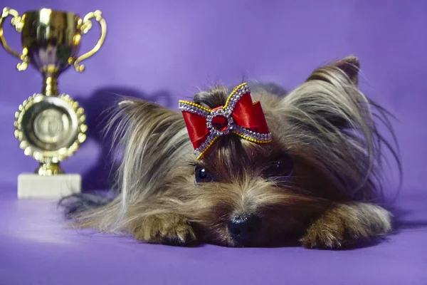 Śmieszne Słodkie Szczenięta Yorkshire Terrier — Zdjęcie stockowe