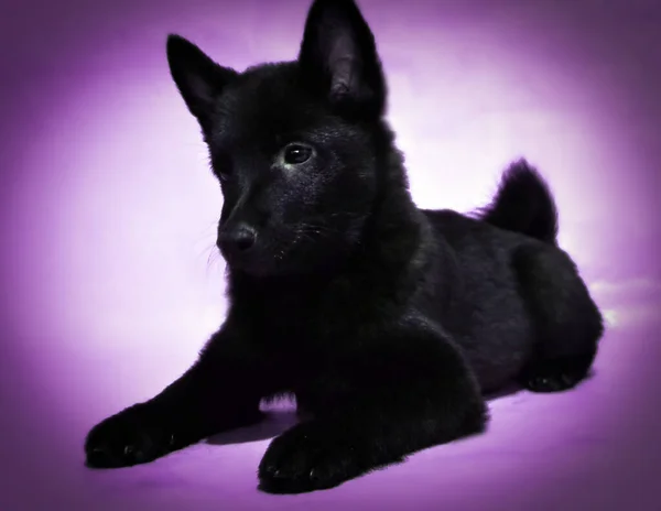Shipperke 'ın komik ve sevimli köpekleri, en küçük ve en siyah çoban köpekleri.