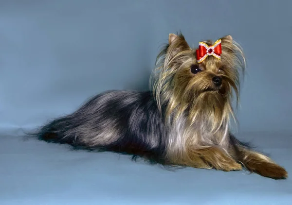 Αστείο Και Χαριτωμένο Yorkshire Terrier Κουτάβια — Φωτογραφία Αρχείου