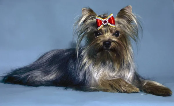 Śmieszne Słodkie Szczenięta Yorkshire Terrier — Zdjęcie stockowe