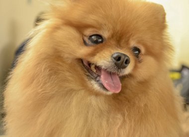 Farklı türlerden şehir köpek şovu. 