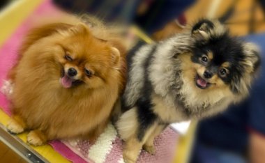 Farklı türlerden şehir köpek şovu. 