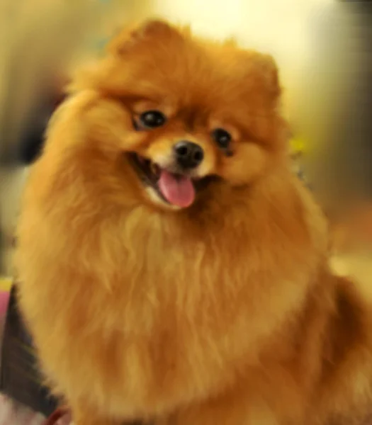 Farklı türlerden şehir köpek şovu. 