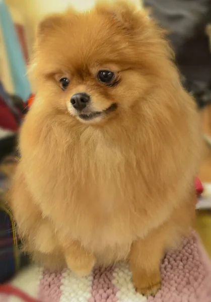 Farklı türlerden şehir köpek şovu. 