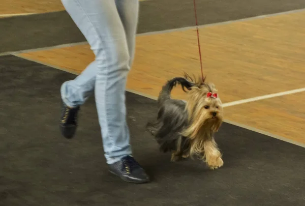 Farklı türlerden şehir köpek şovu. Yorkshire Teriyeri