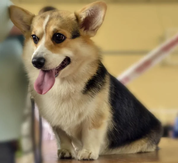 Exposição Cão Cidade Raças Diferentes Raça Corgi — Fotografia de Stock