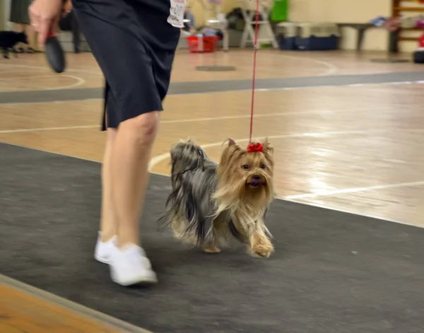 city dog show of different breeds. Yorkshire Terrier