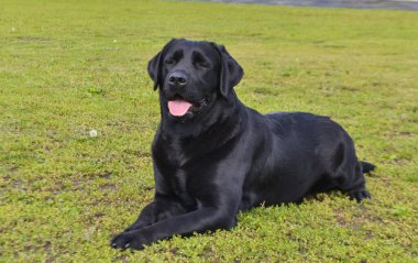 Farklı türlerden şehir köpek şovu. Siyah Labrador