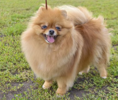 Spitz köpeklerinin şehir sergisi
