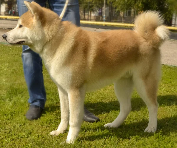 Farklı türlerden şehir köpek şovu. Malamute