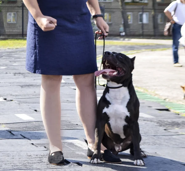 city dog show of different breeds.  Staffordshire bull terrier