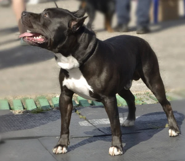 Farklı Türlerden Şehir Köpek Şovu Staffordshire Boğa Teriyeri — Stok fotoğraf