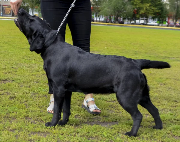 Farklı türlerden şehir köpek şovu. Siyah Labrador