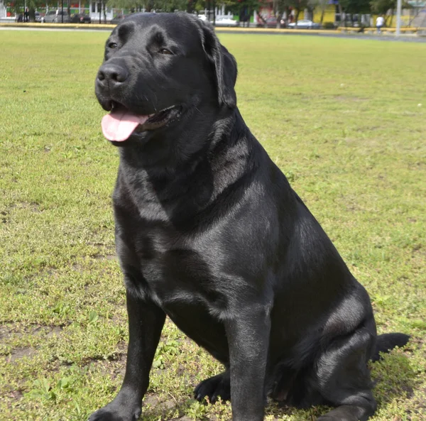 city dog show of different breeds.  Black Labrador