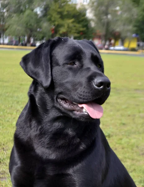 Farklı türlerden şehir köpek şovu. Siyah Labrador
