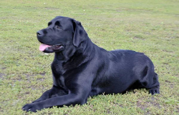 Farklı türlerden şehir köpek şovu. Siyah Labrador