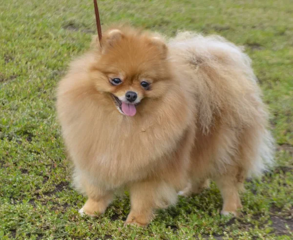 スピッツ犬市展示会 — ストック写真