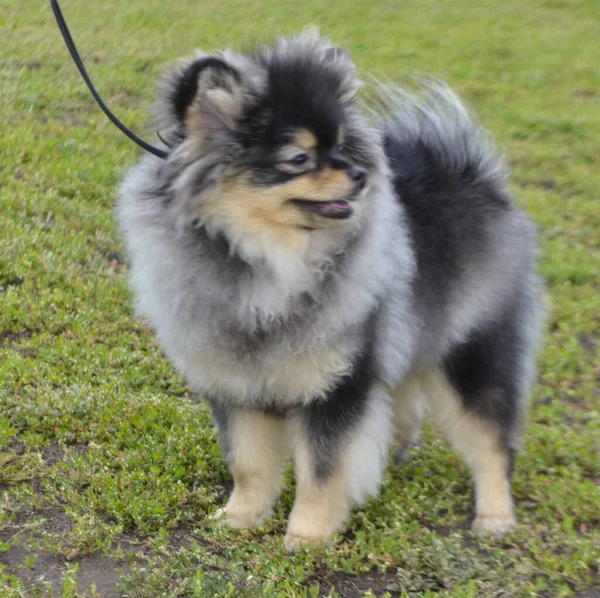 Spitz köpeklerinin şehir sergisi