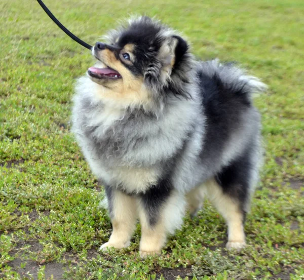 斯皮茨犬市展览 — 图库照片