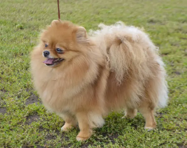 Spitz köpeklerinin şehir sergisi