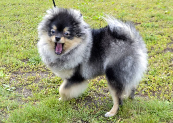 Spitz köpeklerinin şehir sergisi